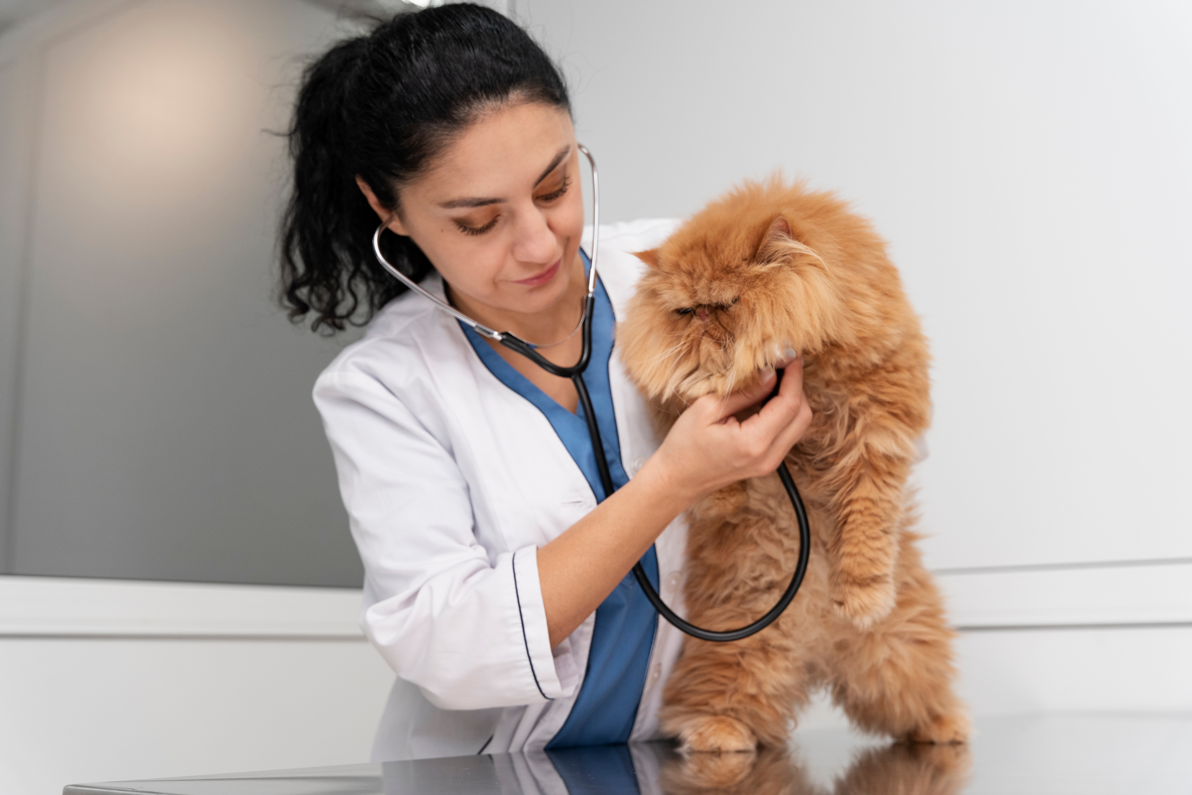 Vet checking cat